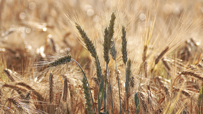 Wheat field