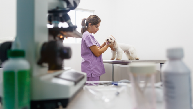 Recipe Plus iegūst izšķirošu ietekmi pār veterināro medikamentu uzņēmumu.