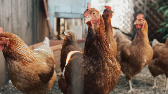 Apvienošanās ziņojums 