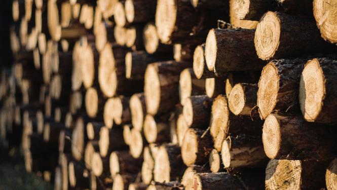 Nozāģēti koki sakrauti viens uz otra