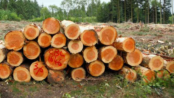 Mežu apsaimniekošana